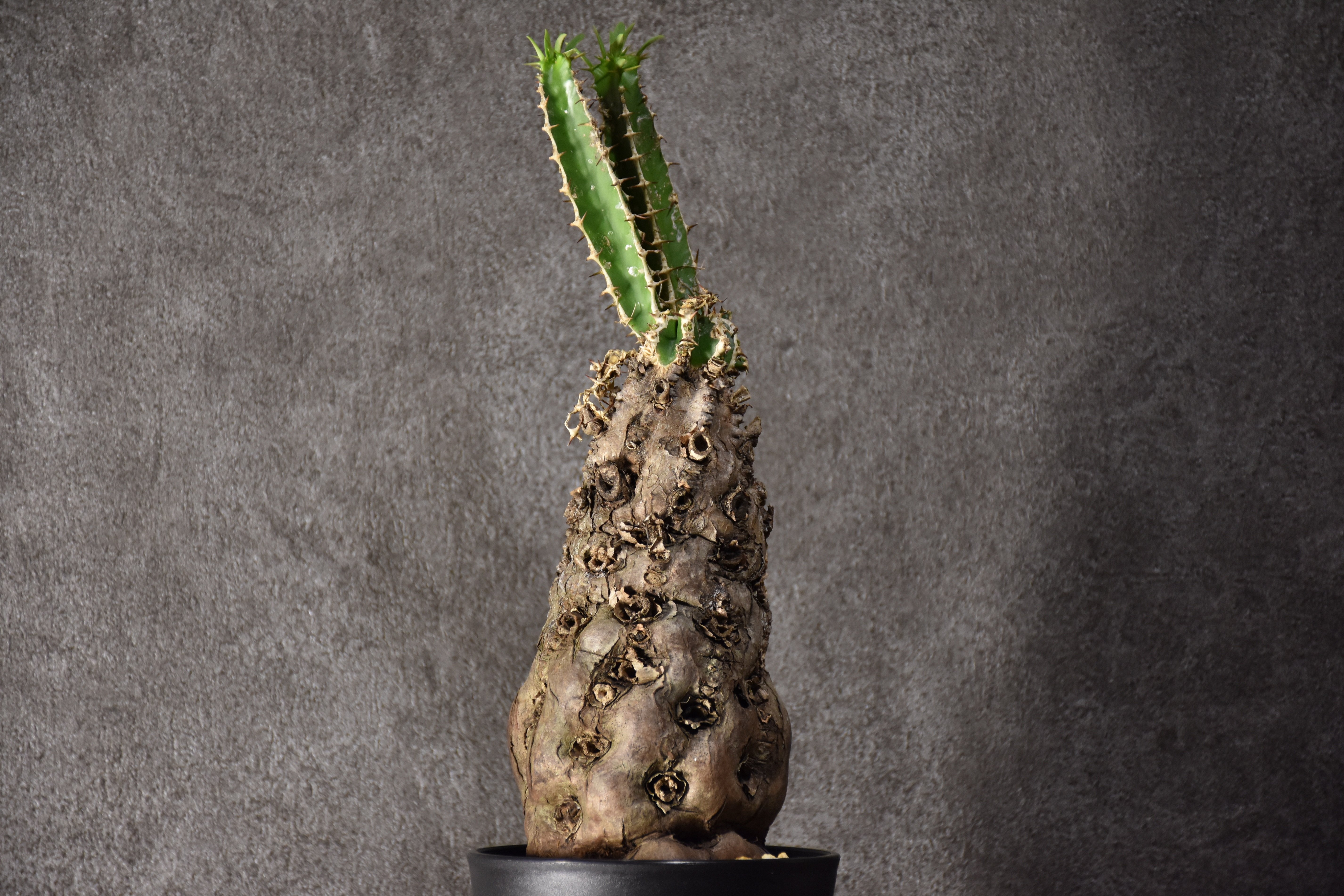 Euphorbia mlanjeana ユーフォルビア ムランジーナ 発根済現地株 #7 |