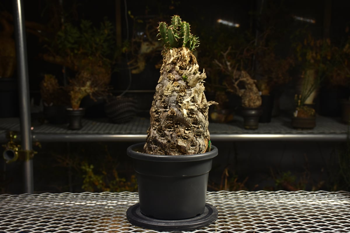 Euphorbia mlanjeana ユーフォルビア ムランジーナ 発根済現地株 I42 |