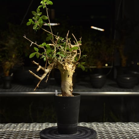 Commiphora holtziana コミフォラ ホルトジアナ 発根済現地株 H7