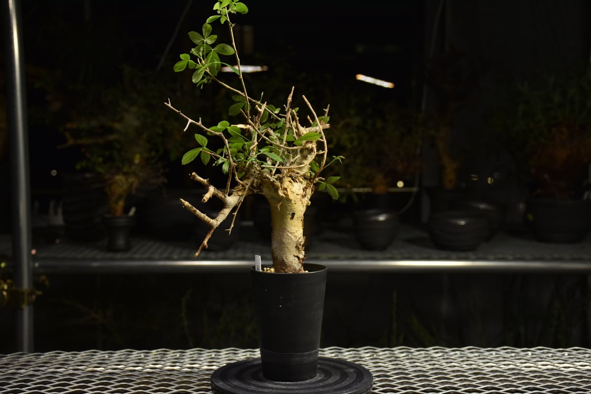 Commiphora holtziana コミフォラ ホルトジアナ 発根済現地株 H7 | B