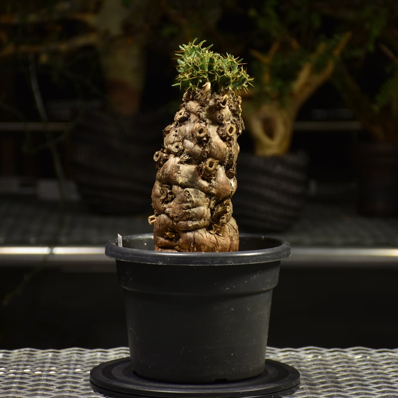 ユーフォルビア　ムランジーナ ユーフォルビア ムランジーナ | hanayoshi-botanical