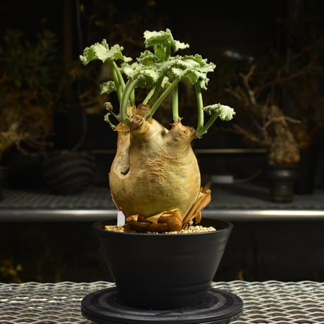 Cyphostemma uter var. macropus　キフォステンマ ウター マクロプス 発根済現地株 I22