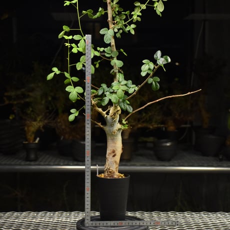Commiphora holtziana コミフォラ ホルトジアナ 発根済現地株 H25