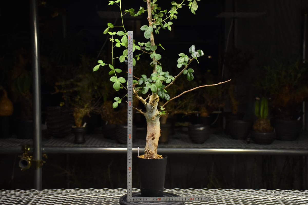 Commiphora holtziana コミフォラ ホルトジアナ 発根済現地株 H25 |