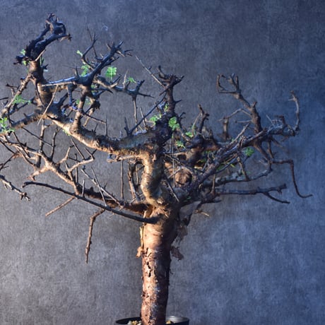 Commiphora pinnate leaves　コミフォラ ピンネイトリーブス　発根済現地株　#3