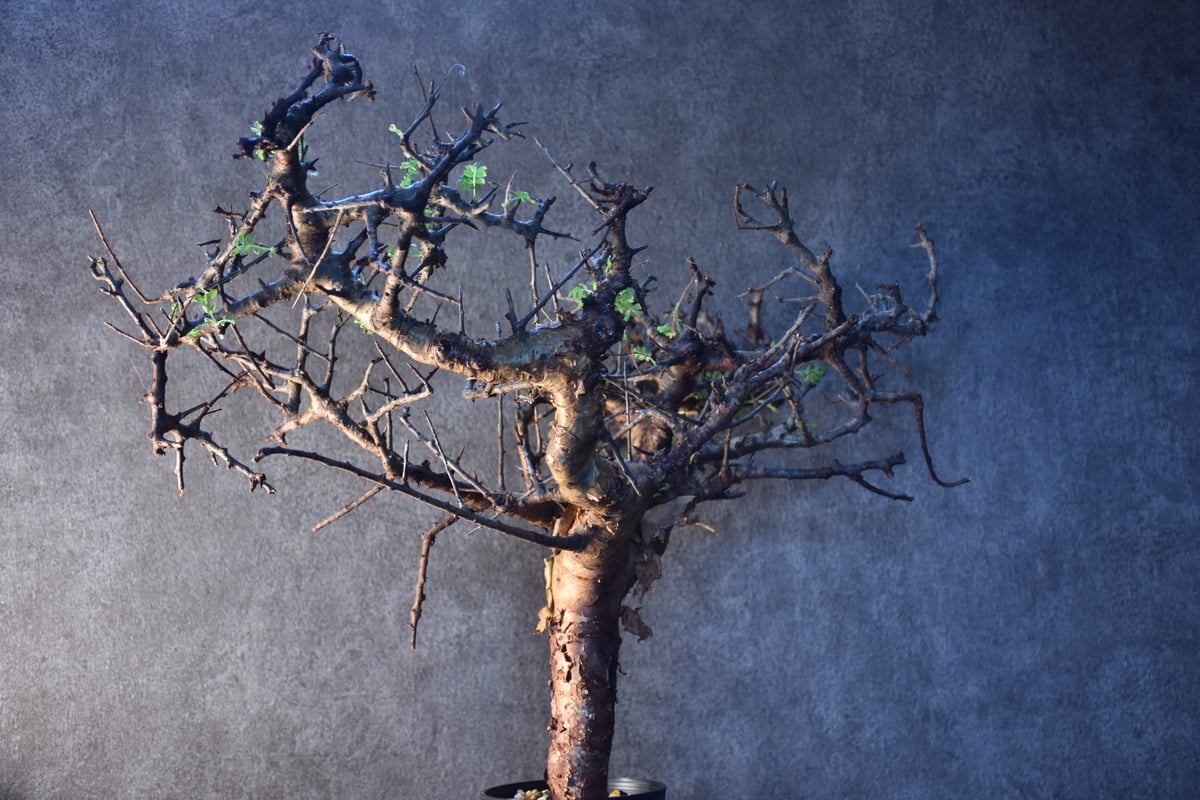 A*S様 PL14 2株融合 コミフォラ ピンネイトリーブス 現地株 下処理済み A*S様 PL14 2株融合 コミフォラ ピンネイトリーブス 現地株 下