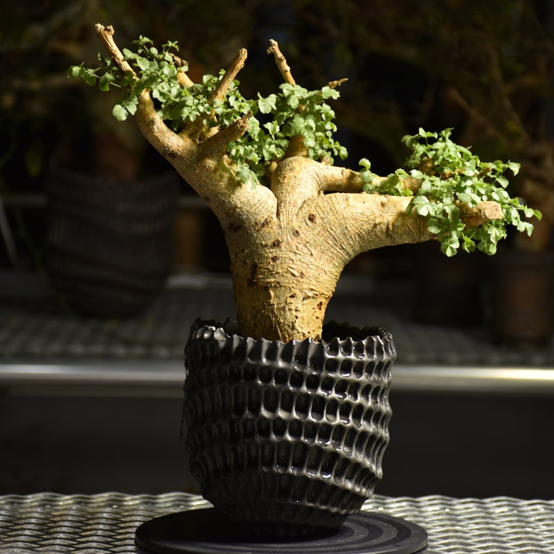 Commiphora saxicola コミフォラ サクシコラ 発根済現地株 C10