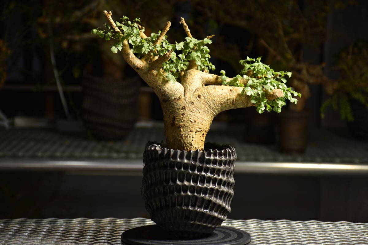 コミュフォラ サクシコラ みやび鉢 現地球 発根済み コミュフォラ サクシコラ みやび鉢 現地球 発根済み