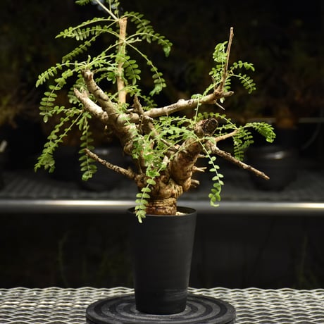 Boswellia neglecta　ボスウェリア ネグレクタ　発根済現地株　H16