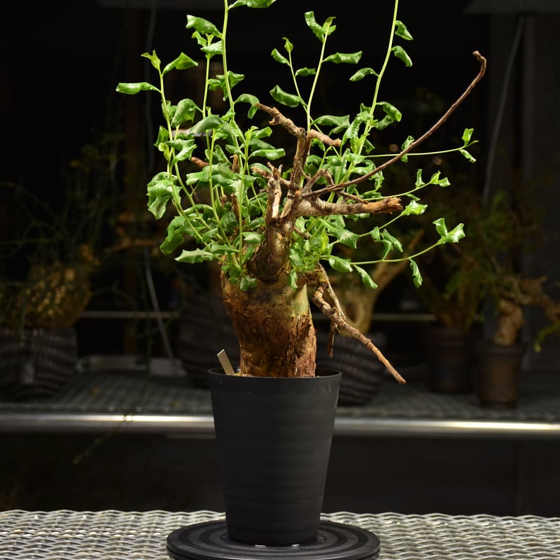 コミフォラゴウレロ　現地株 コミフォラゴウレロ 現地株 - メルカリ