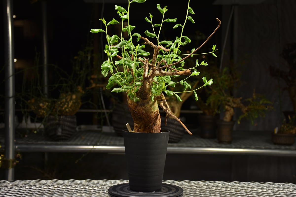Commiphora glaucescens コミフォラ グラウケスケンス 発根済現地株 F3