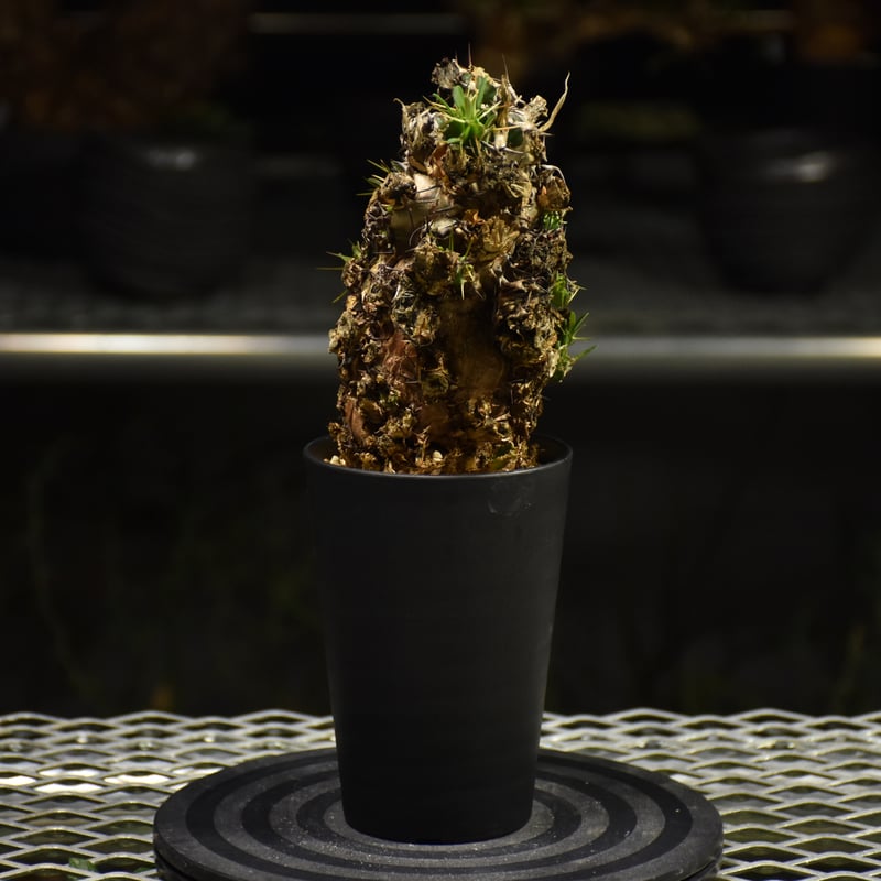 ユーフォルビア　ムランジーナ　発根済　大株 Euphorbia mlanjeana ユーフォルビア ムランジーナ 発根済現地株