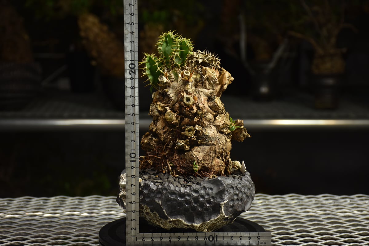 Euphorbia mlanjeana ユーフォルビア ムランジーナ 発根済現地株 I79 |