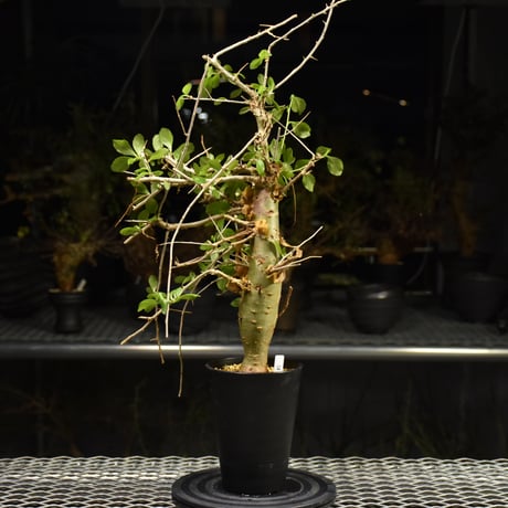 Commiphora habessinica コミフォラ ハベシニカ 発根済現地株 H8