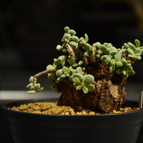 Ceraria pygmaea　ケラリア ピグマエア 発根済現地株 E1