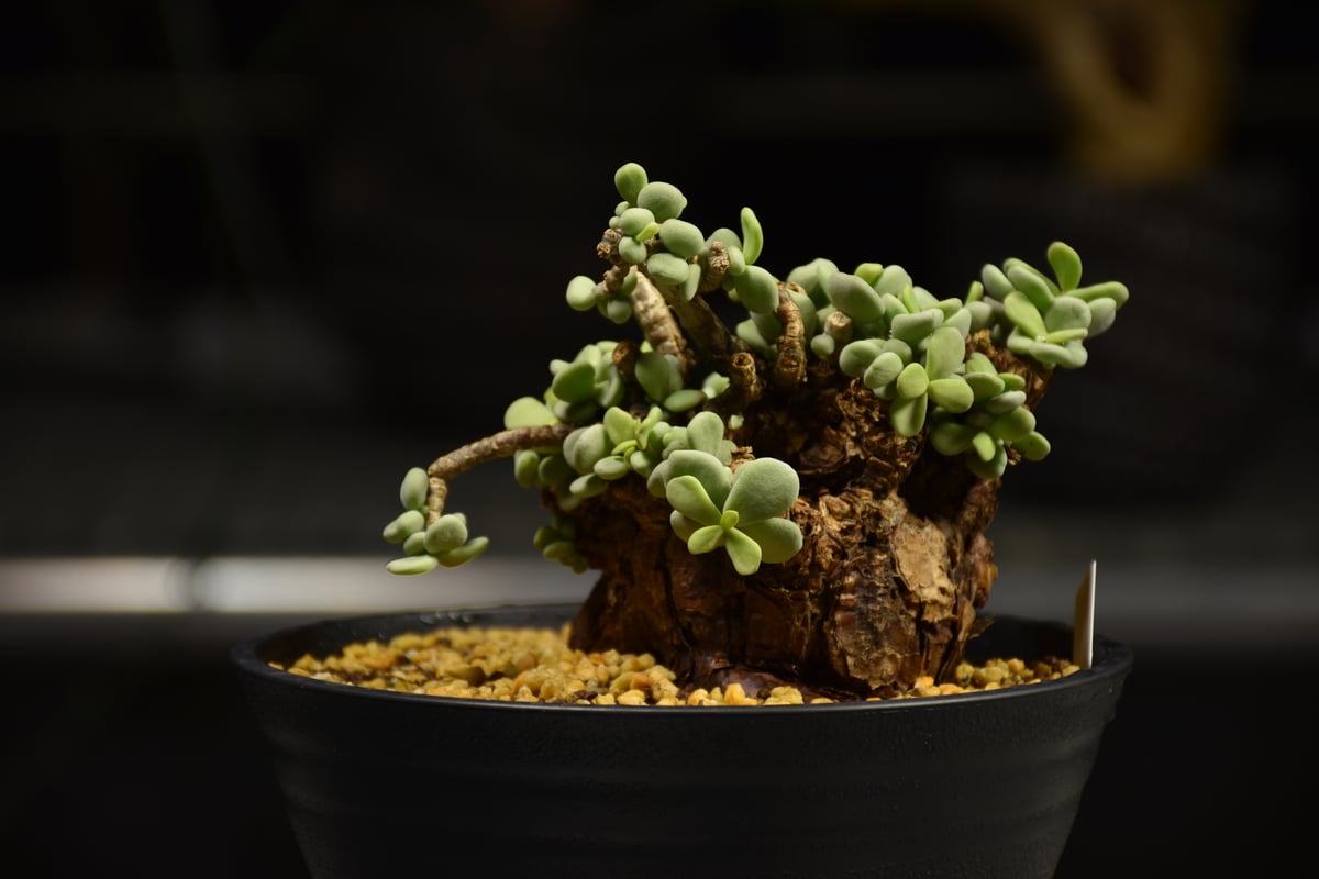 Ceraria pygmaea ケラリア ピグマエア 発根済現地株 E1 | BONDEX