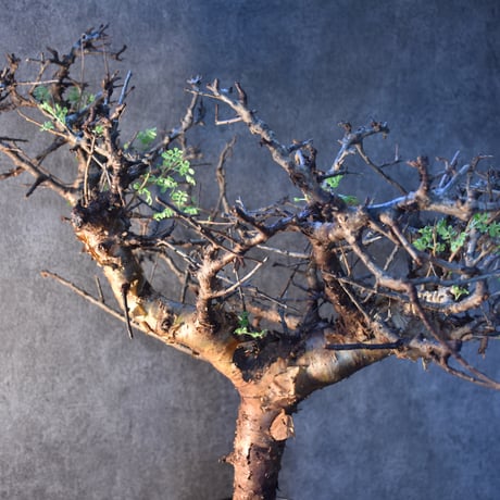 Commiphora pinnate leaves　コミフォラ ピンネイトリーブス　発根済現地株　#3