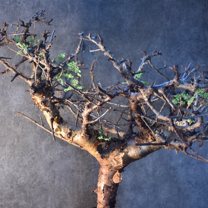 コミフォラ　ピンネイトリーブス　大株 コミフォラ ピンネイトリーブス【超希少種！灌木系コーデックスの人気