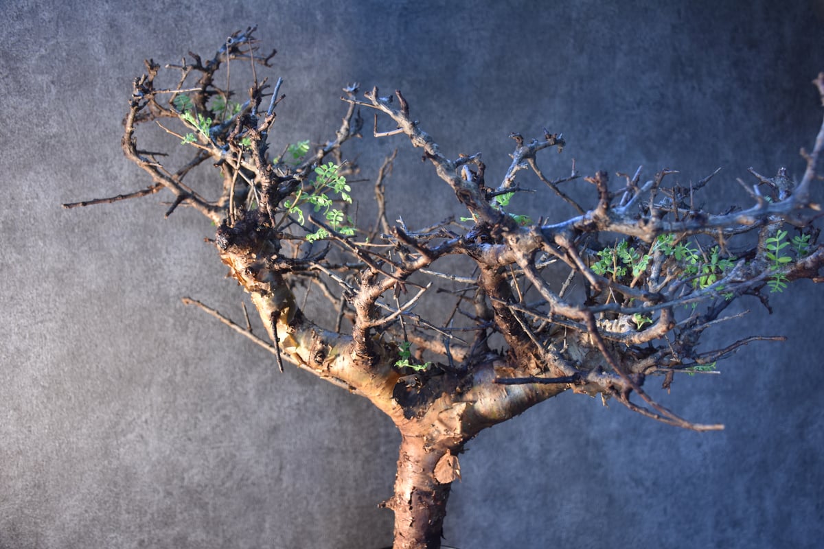 Commiphora pinnate leaves コミフォラ ピンネイトリーブス 発根