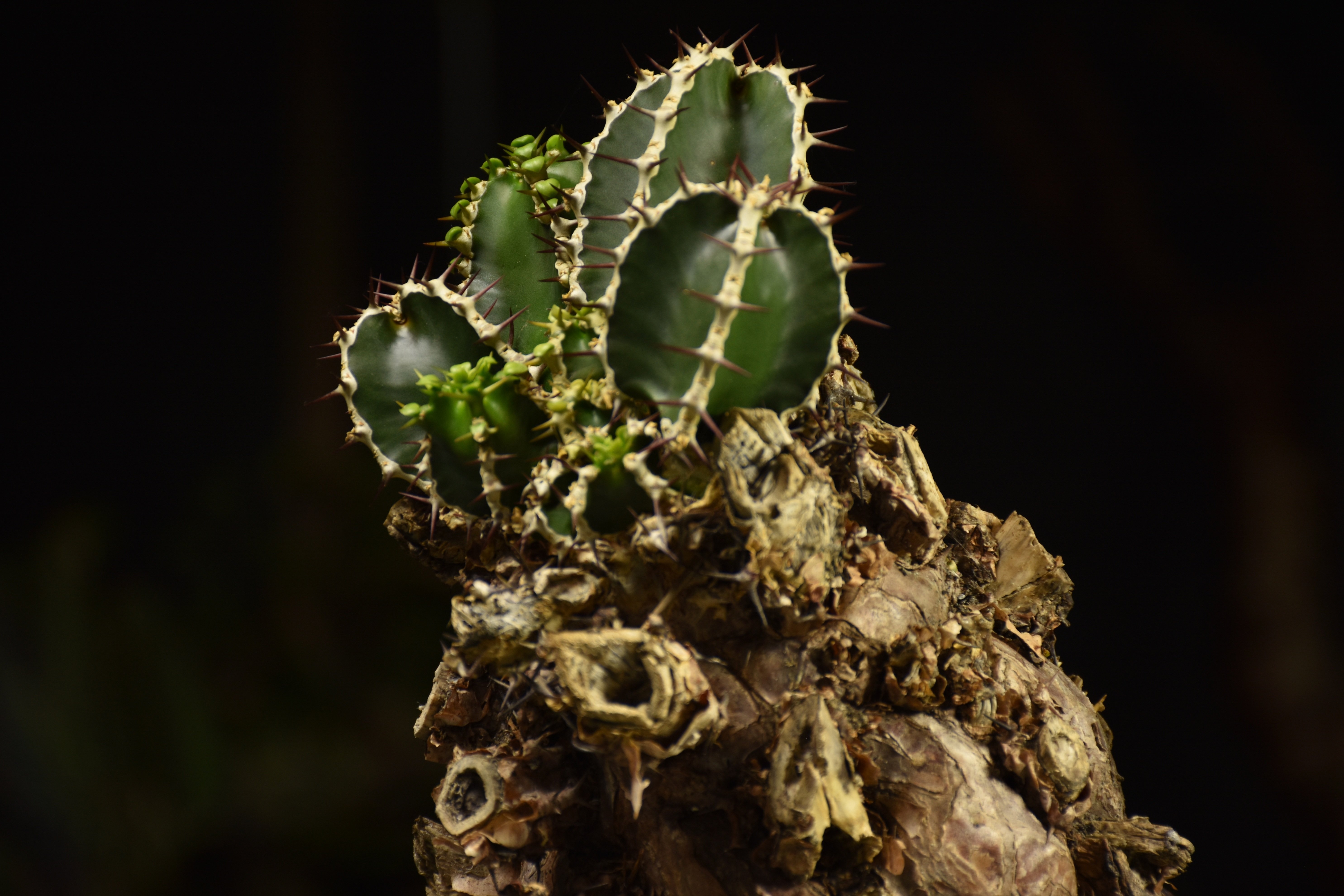 Euphorbia mlanjeana ユーフォルビア ムランジーナ 発根済現地株 I84 |