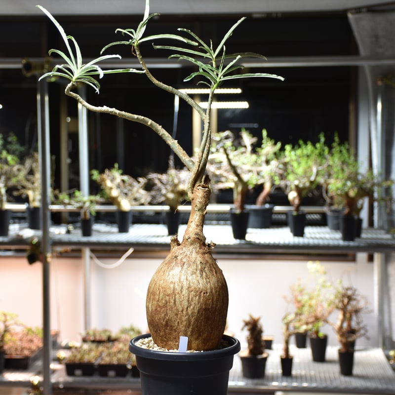 Adenium Somalense アデニウム ソマレンセ 発根済現地株 #6 | BONDEX
