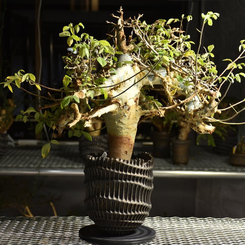 Commiphora holtziana コミフォラ ホルトジアナ 発根済現地株 B4 | B