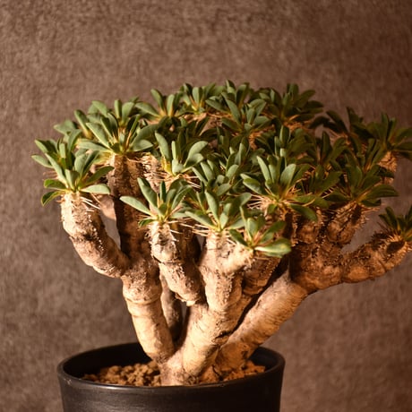 Euphorbia guillauminiana　ユーフォルビア ギラウミニアナ　発根済現地株 #4