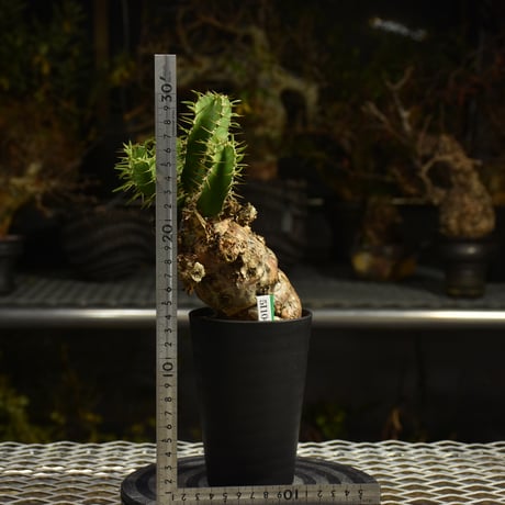 Euphorbia mlanjeana　ユーフォルビア ムランジーナ 発根済現地株 I38