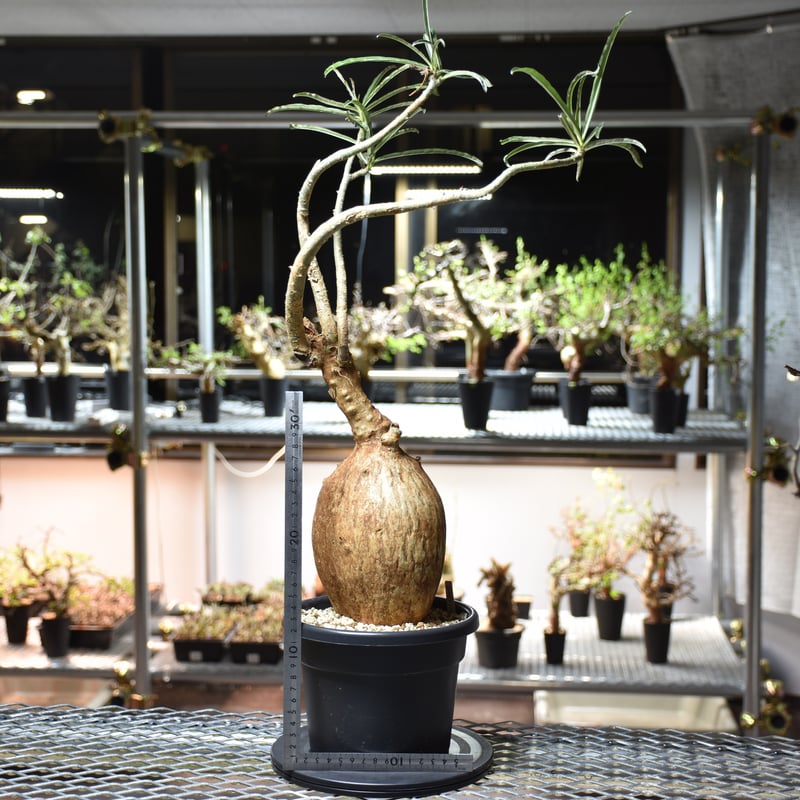 Adenium Somalense アデニウム ソマレンセ 発根済現地株 #6 | BONDEX