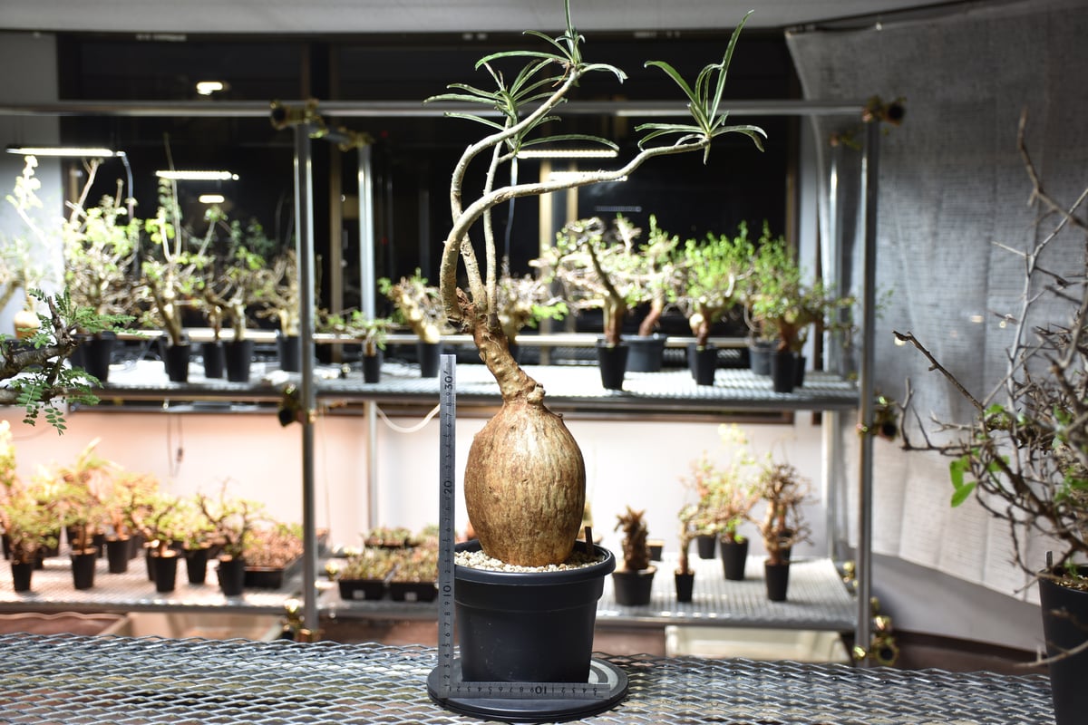Adenium Somalense アデニウム ソマレンセ 発根済現地株 #6 | BONDEX