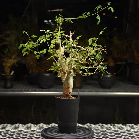 Commiphora holtziana コミフォラ ホルトジアナ 発根済現地株 H20