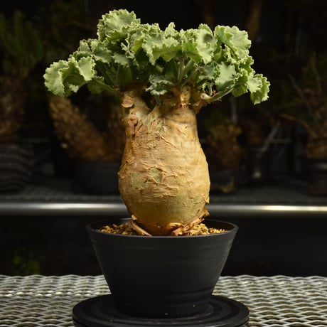 Cyphostemma uter var. macropus　キフォステンマ ウター マクロプス 発根済現地株 I55