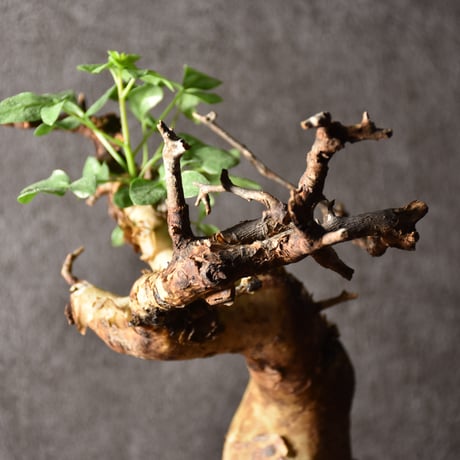 Commiphora kataf pure コミフォラ ピュアカタフ 発根済現地株 4 ソマリア産