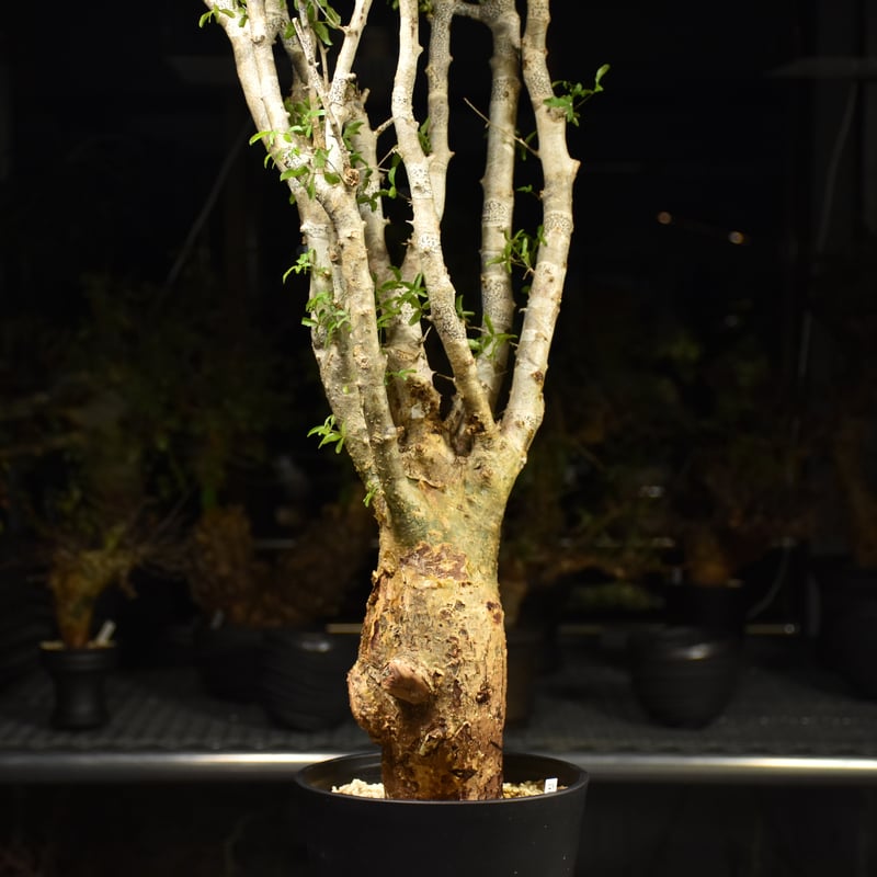 Commiphora humbertii コミフォラ フンベルティ 発根済現地株 I9 送料着
