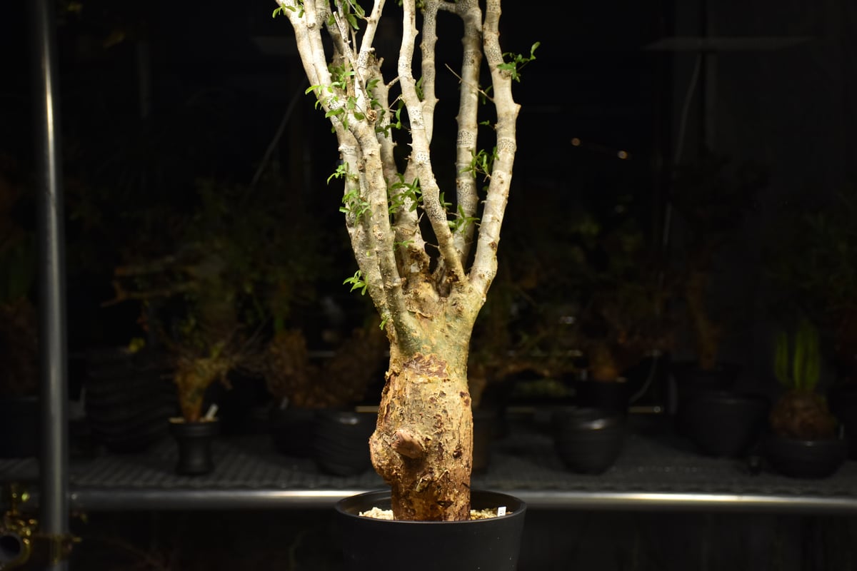 n*o様 超特大 コミフォラ フンベルティ Commiphora Humbert Commiphora humbertii コミフォラ フンベルティ 発根済現地株 I9 送料着