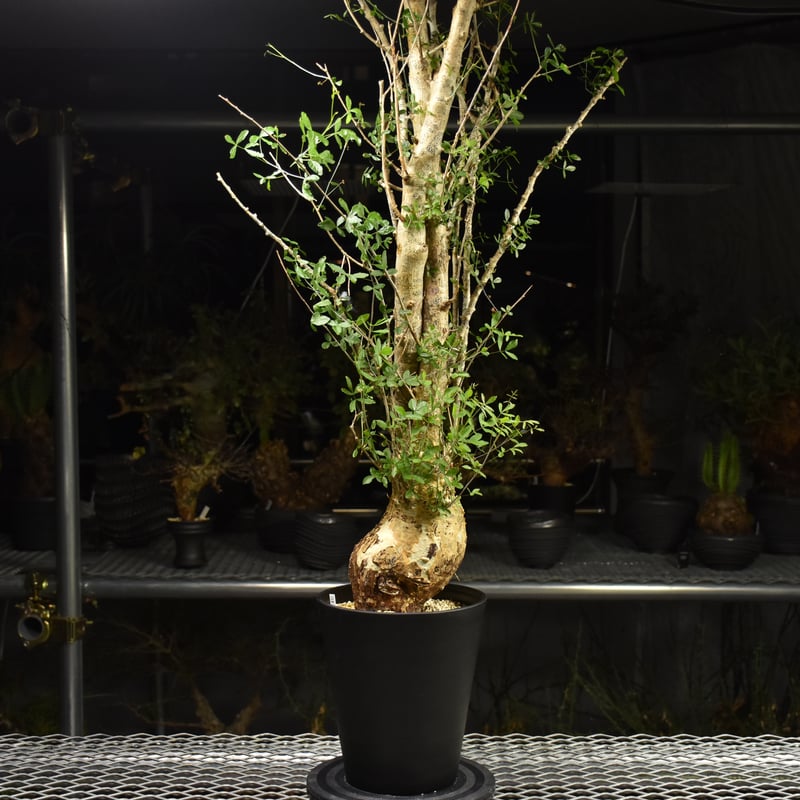 Commiphora humbertii コミフォラ フンベルティ 発根済現地株