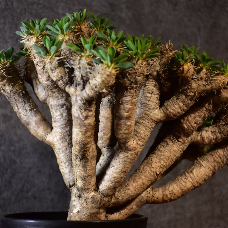 Euphorbia guillauminiana ユーフォルビア ギラウミニアナ 発根