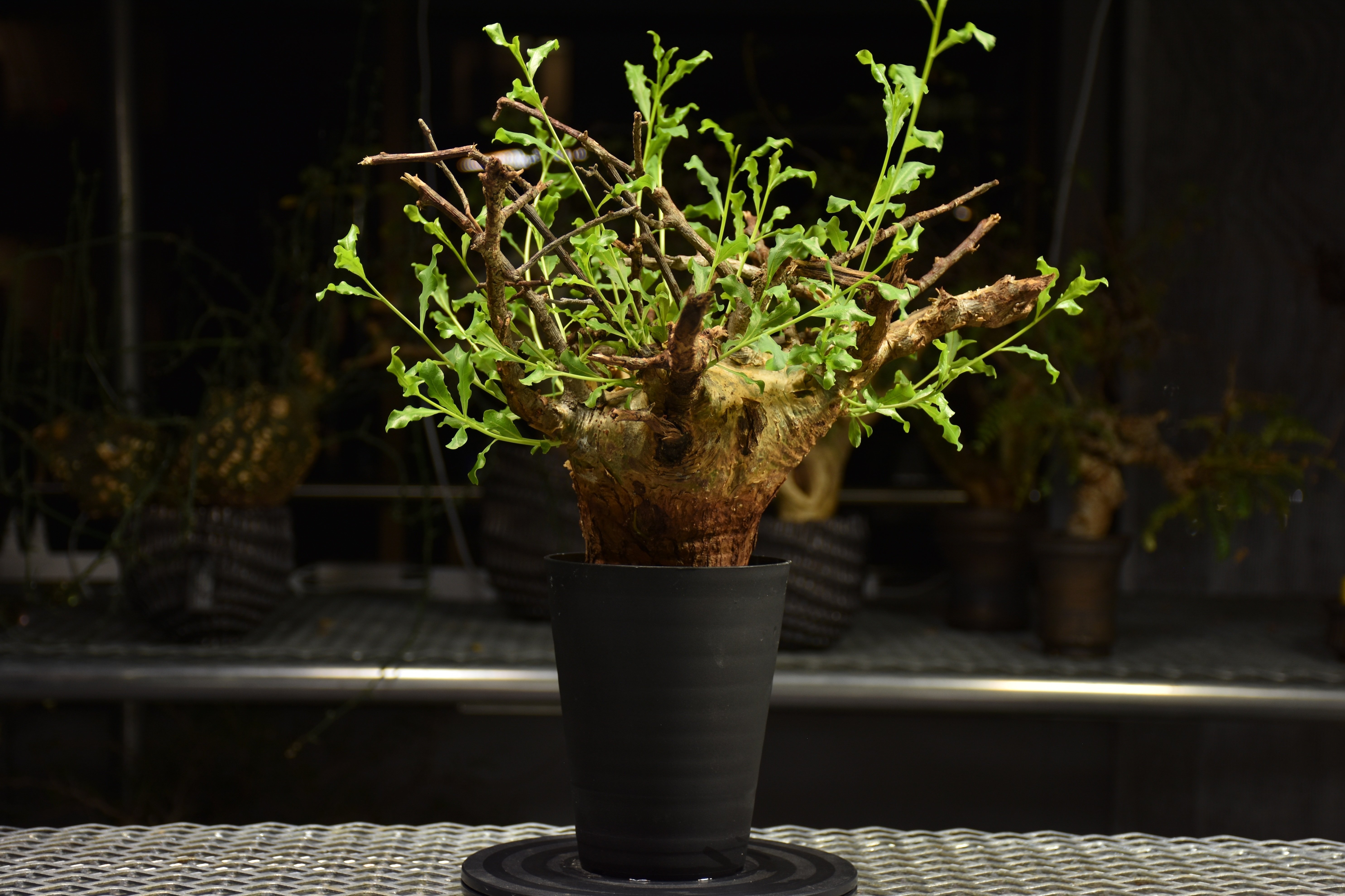 Commiphora glaucescens コミフォラ グラウケスケンス 発根済現地株 F2