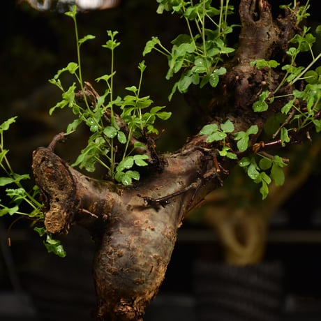 Commiphora Boranensis　コミフォラ ボラネンシス　発根済現地株　F20