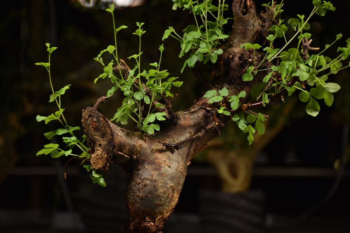 Commiphora Boranensis コミフォラ ボラネンシス 発根済現地株