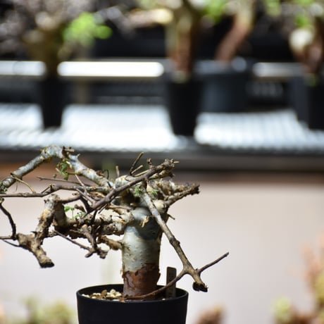 Commiphora holtziana コミフォラ ホルトジアナ 発根済現地株 #11