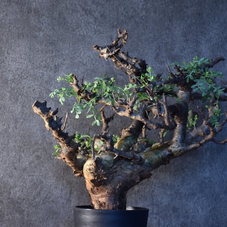 Commiphora pinnate leaves　コミフォラ ピンネイトリーブス　発根済現地株　#1