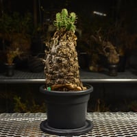 Euphorbia mlanjeana ユーフォルビア ムランジーナ 発根済現地株 I42 |