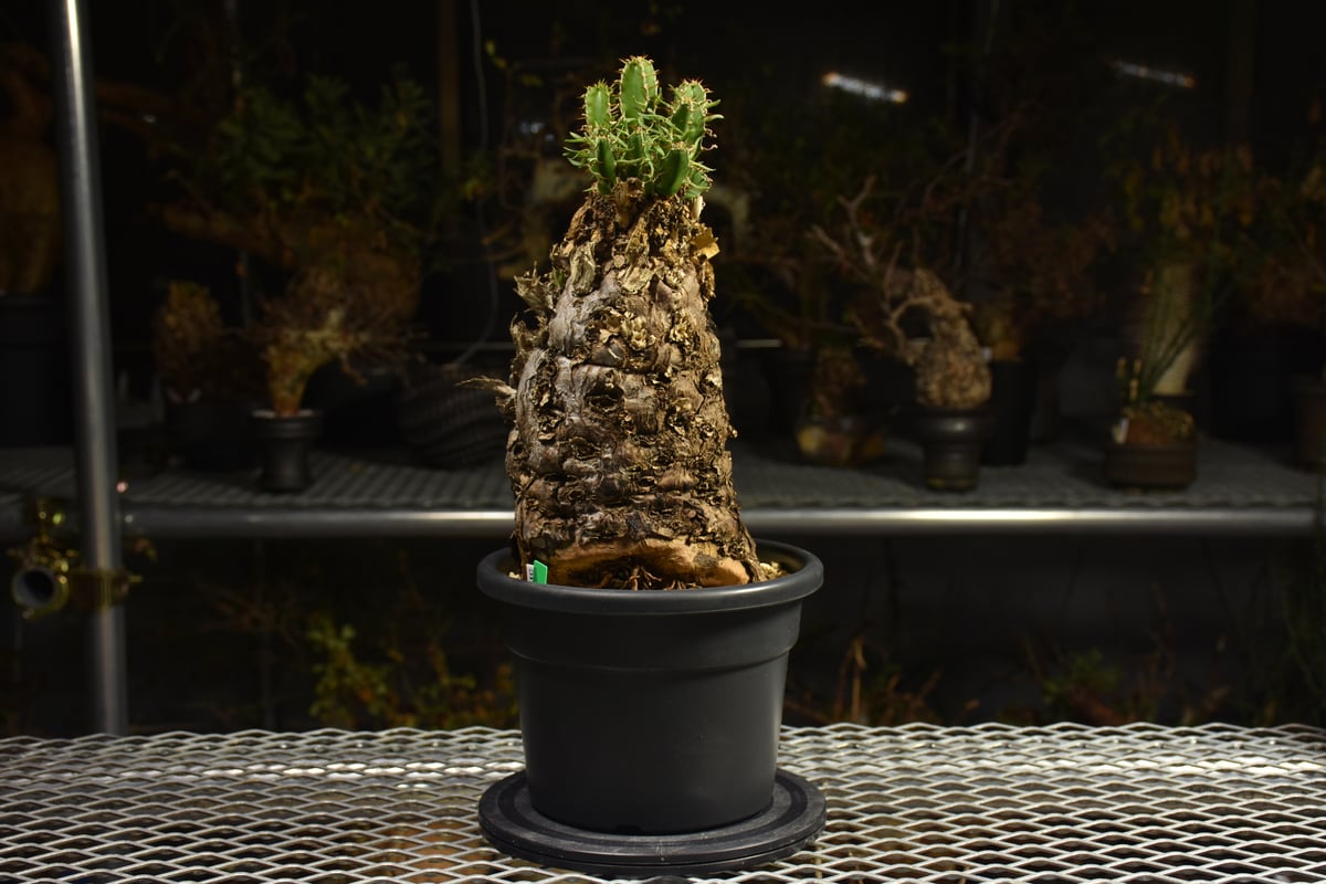 Euphorbia mlanjeana ユーフォルビア ムランジーナ 発根済現地株 I42 |