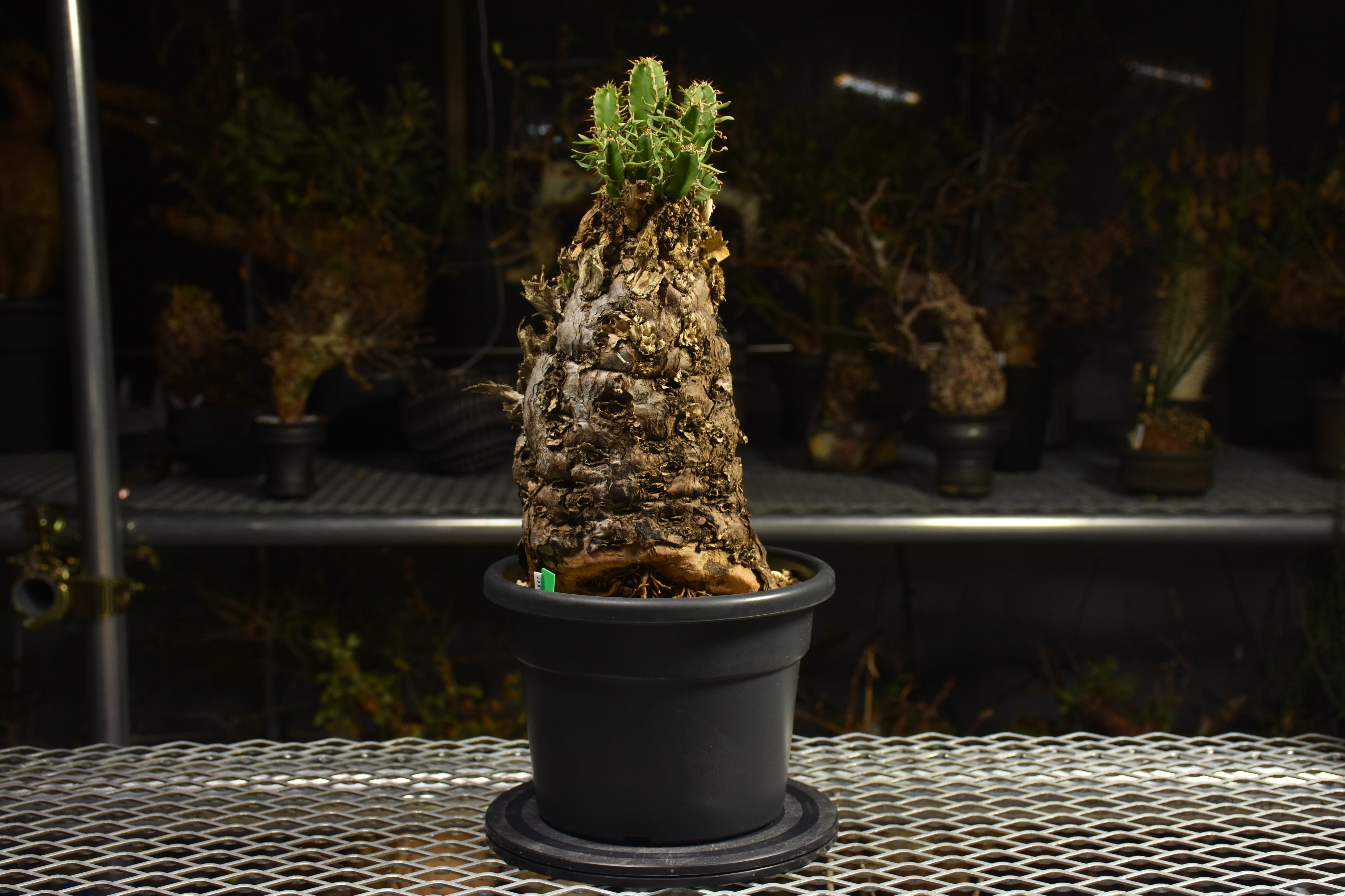 Euphorbia mlanjeana ユーフォルビア ムランジーナ 発根済現地株 I42 |
