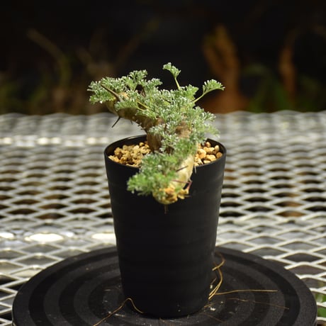 Monsonia herrei　モンソニア ヘレー　発根済現地株 6Bb7