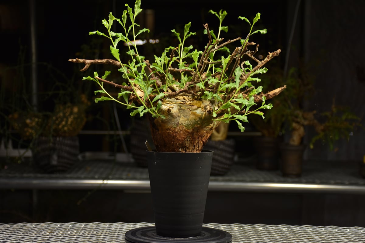 種子2粒 コミフォラ プラニフロンス Commipha planifrons 種子2粒 コミフォラ プラニフロンス Commipha planifrons 種子2