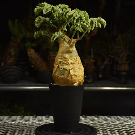 Cyphostemma uter var. macropus　キフォステンマ ウター マクロプス 発根済現地株 I56