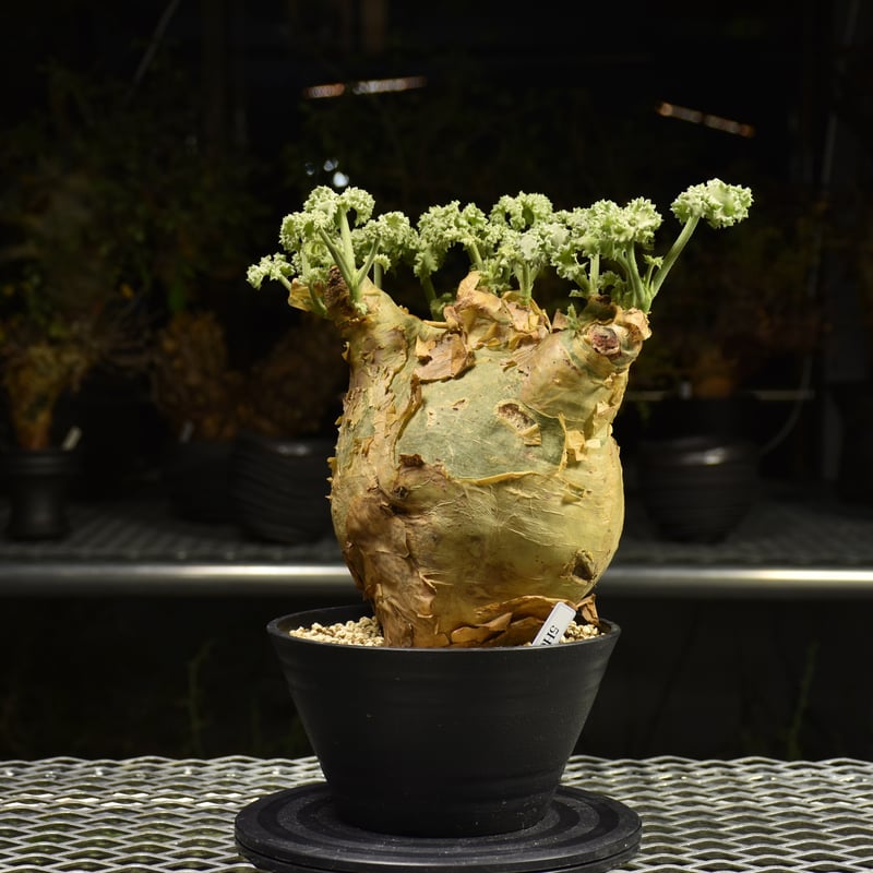 サマーセール！ 特大 扁平株 キフォステンマ ウター マクロプス 発根済 現地球 サマーセール！ 特大 扁平株 キフォステンマ ウター マクロプス