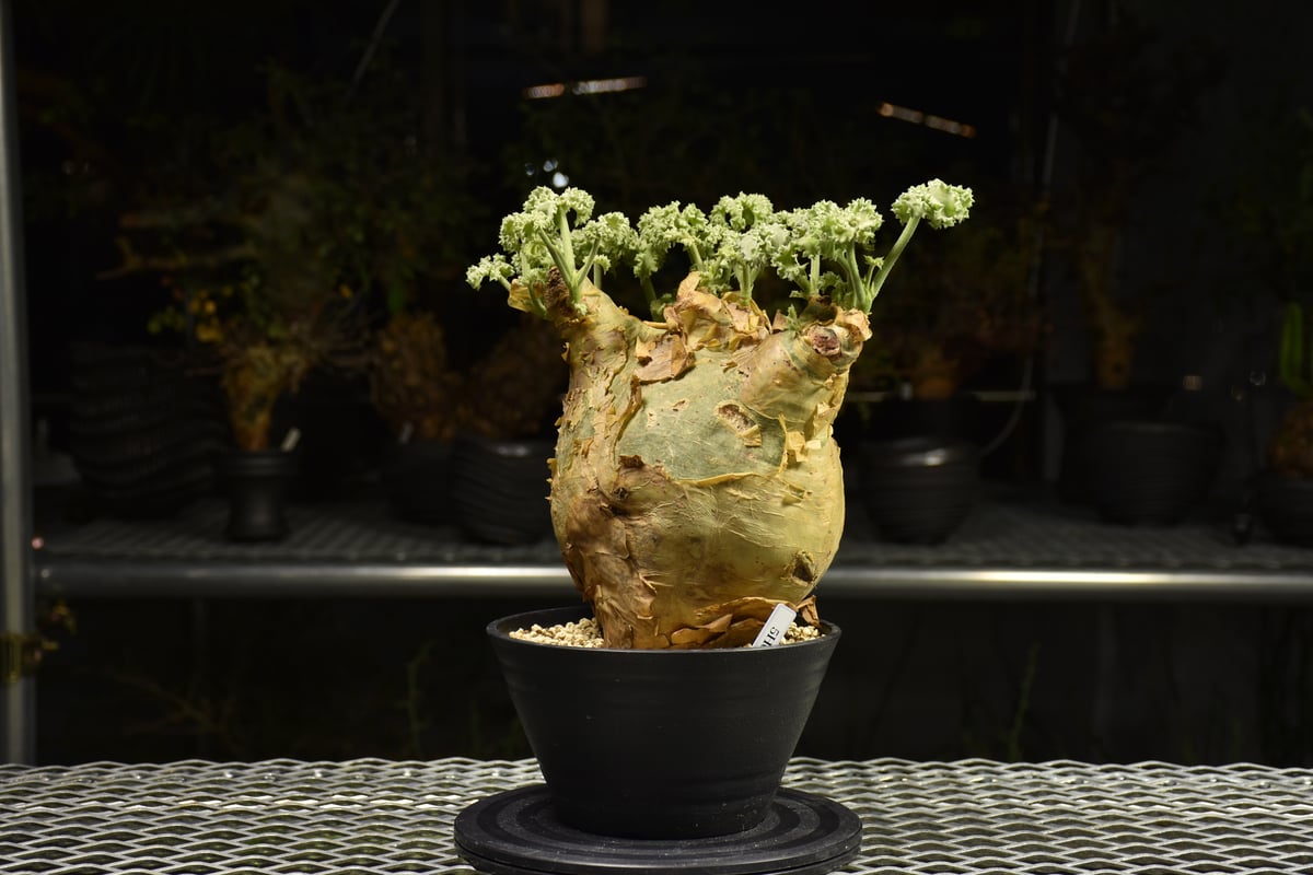 Cyphostemma uter var. macropus キフォステンマ ウター マクロプ